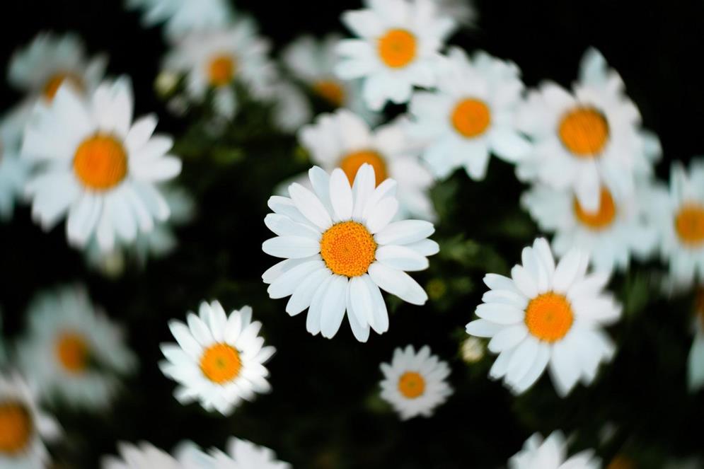 white flowers image x