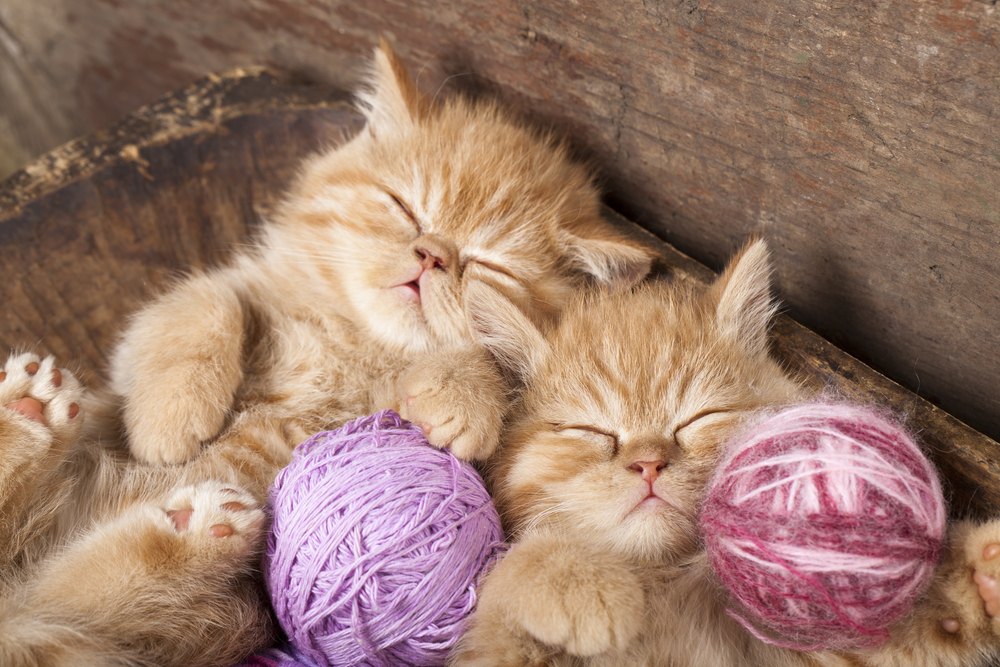 SEO d'images et balise Alt : - deux chatons roux dormant avec des pelotes de laine roses et violettes
