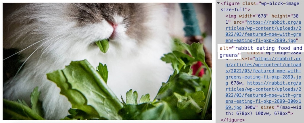 SEO On-Page : Qu'est-ce que c'est et comment le faire ? - Une image avec le texte alternatif "lapin mangeant de la nourriture et des légumes verts"